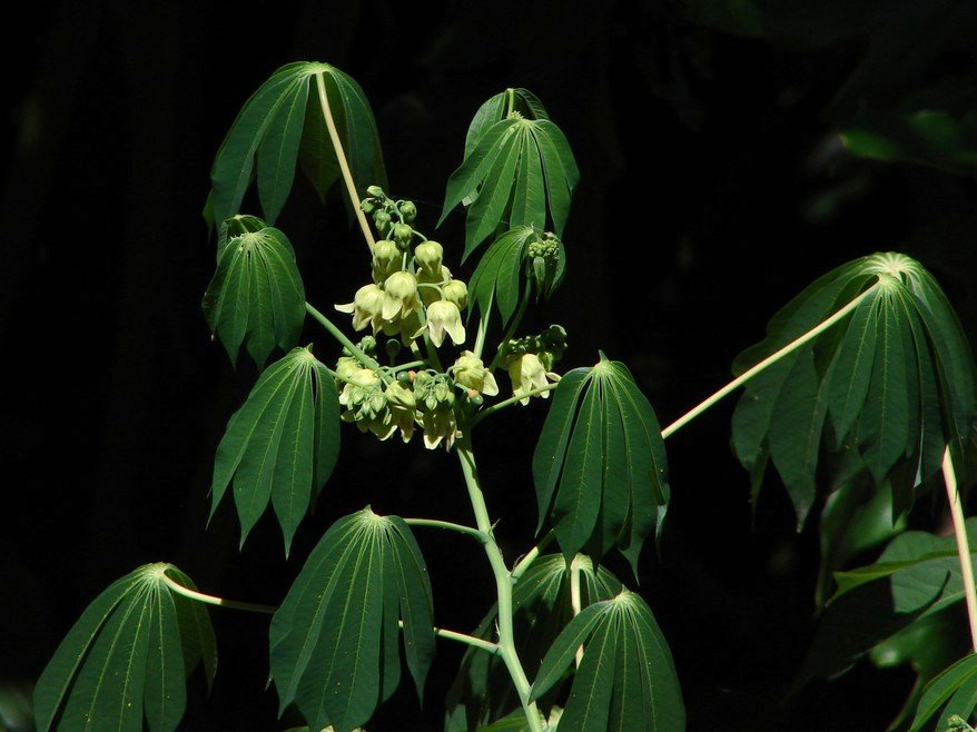 Cassava