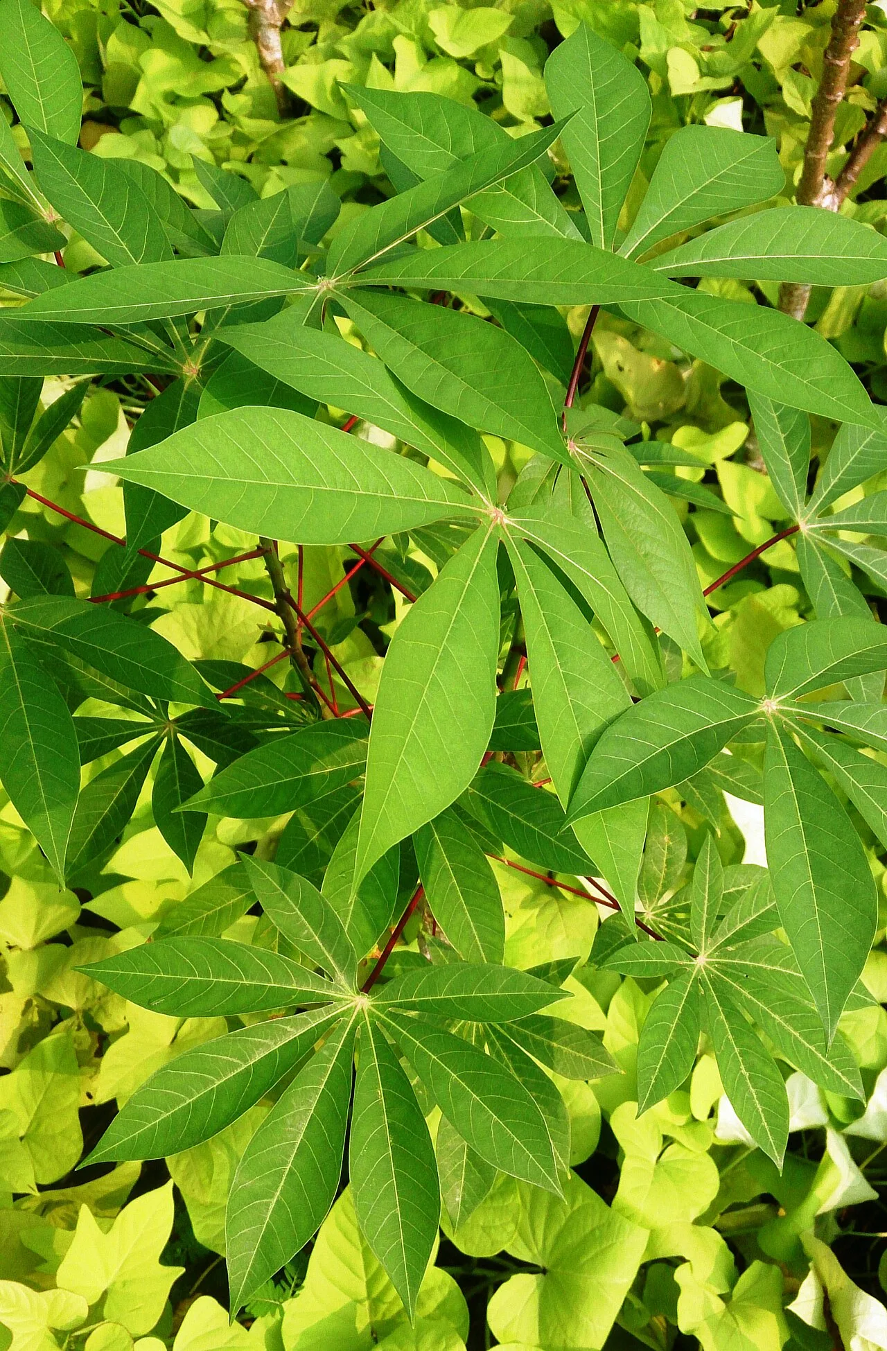 Cassava